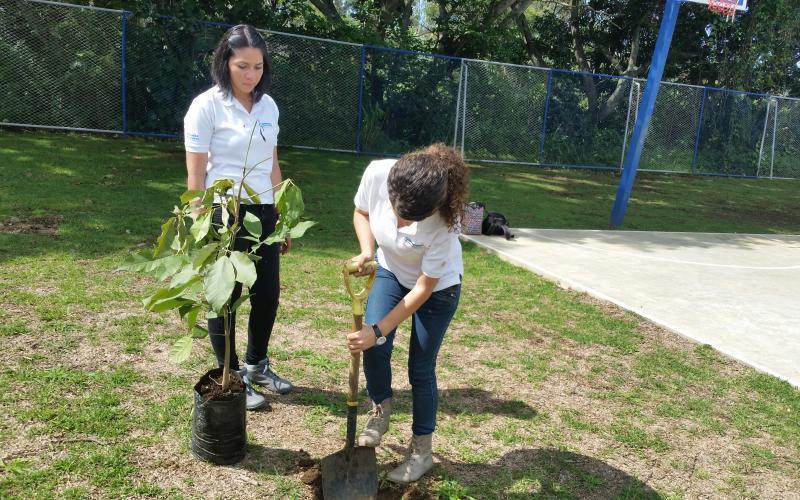 reforestación