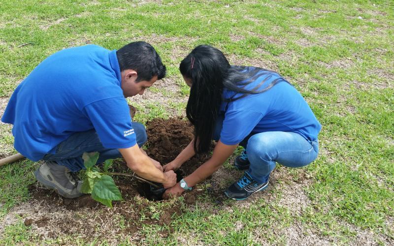 reforestación