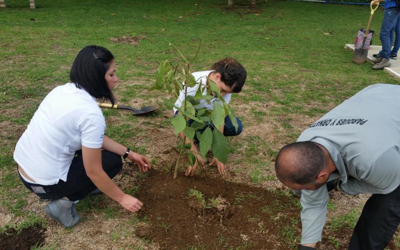 reforestación