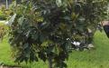 Ficus costaricana