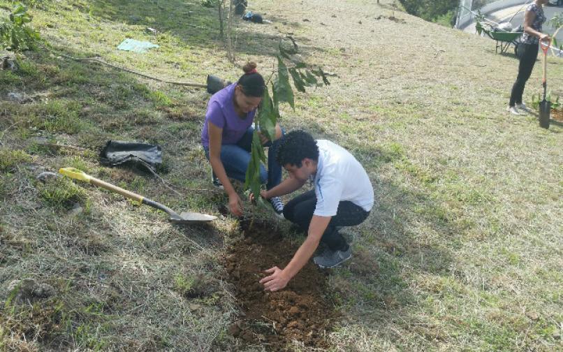 Reforestación